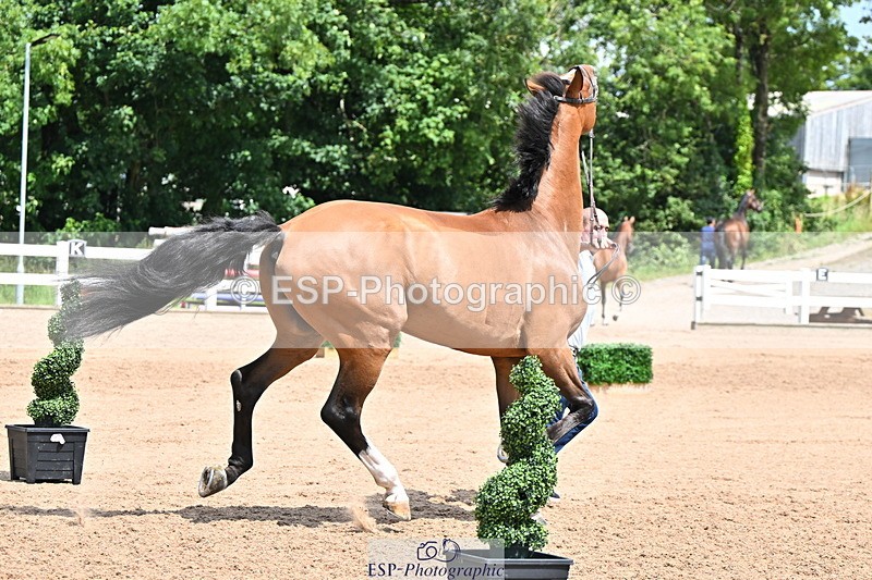 240718A-105307-01597 - Trot Up 1pm to 2pm