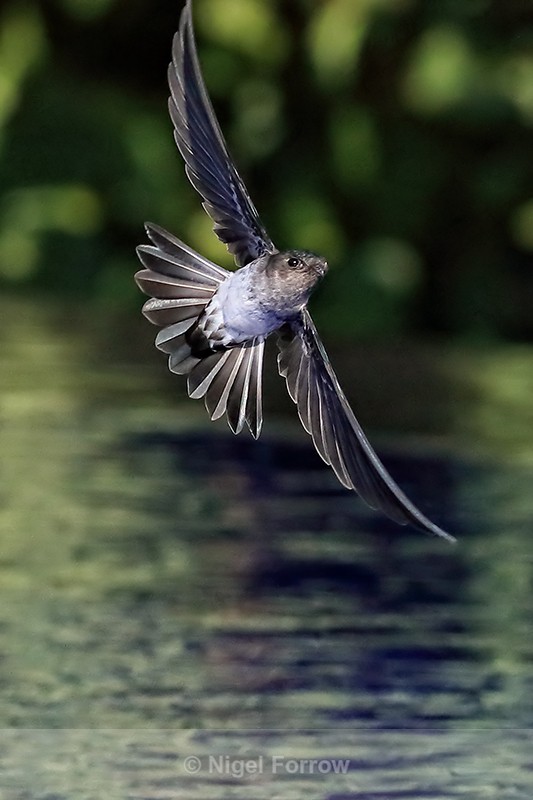 Cave Swiftlet in flight, Bali, Indonesia - Cave Swiftlet
