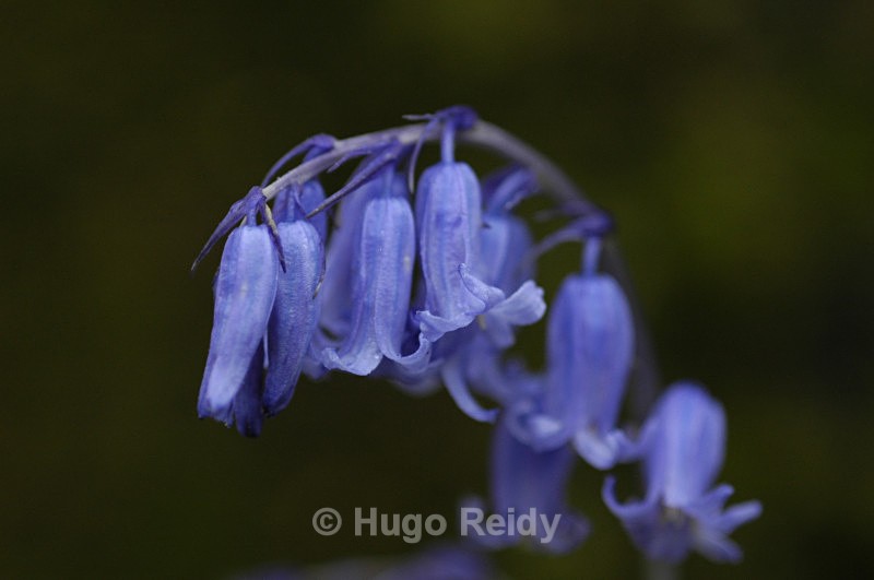  - Bluebells