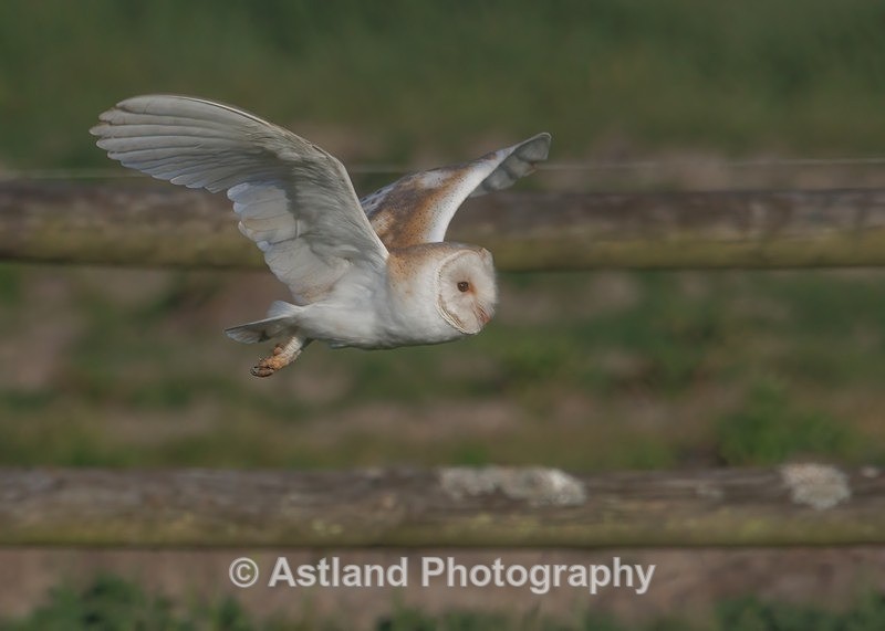 Barn Owl - Latest Images