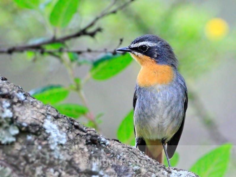 Cape Robin-chat perched on a branch - Cape Robin-chat
