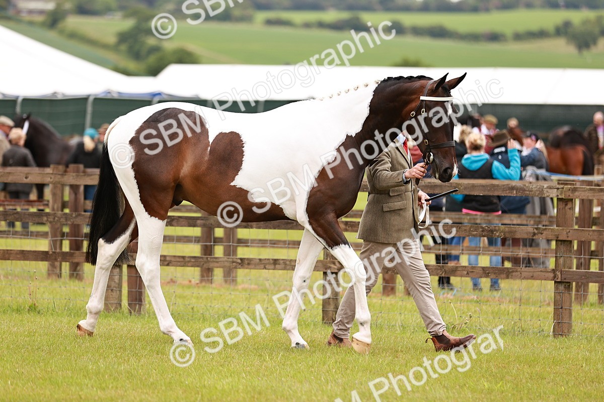 SBM_00744 - Class 26-30 Sport Horse In Hand