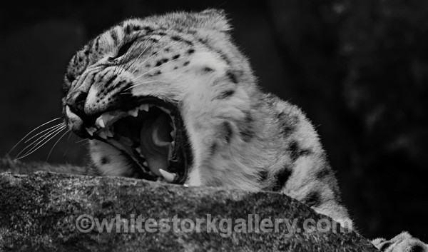 Snow Leopard - Wildlife and Animals
