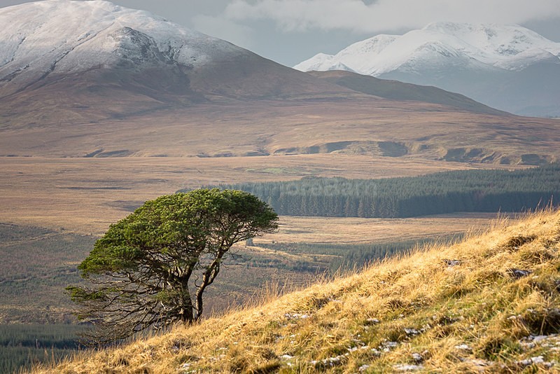 Lone tree on Great Mell Fell - Cumbria