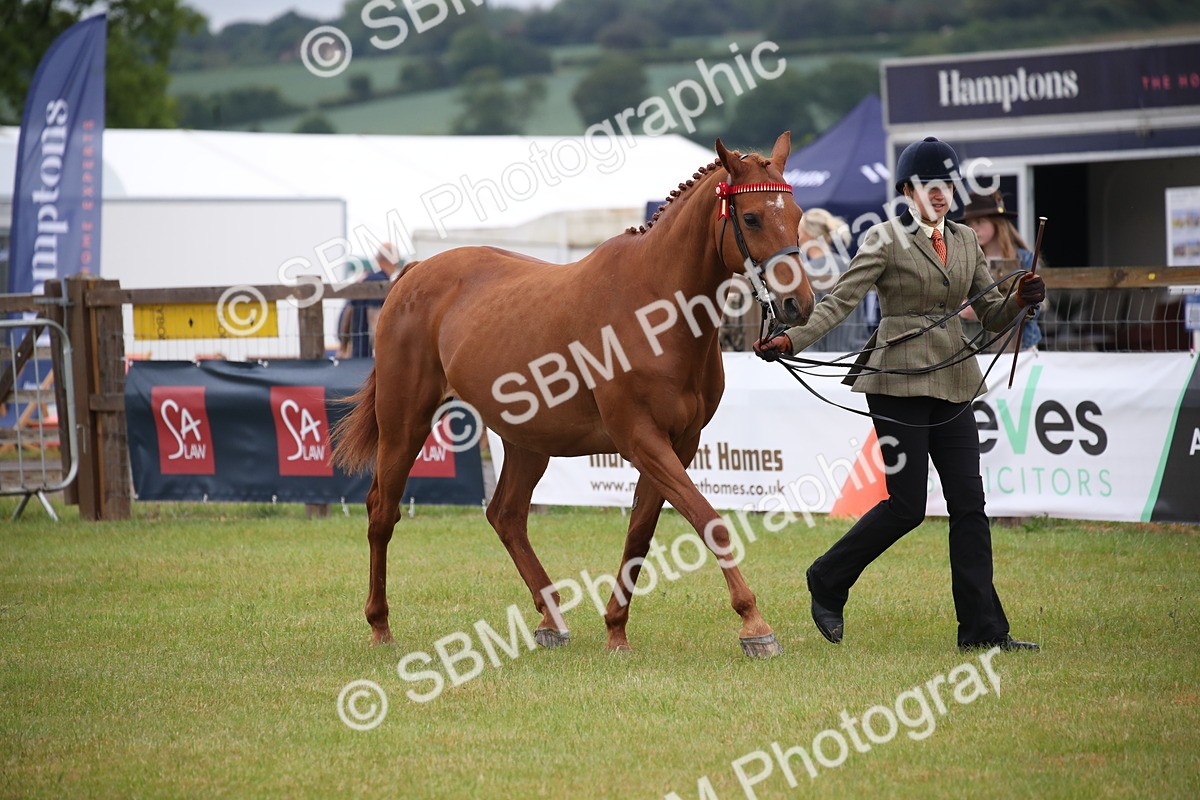 SBM_00136 - Class 17-20 - Arab & Part Bred - Anglo Arab In Hand