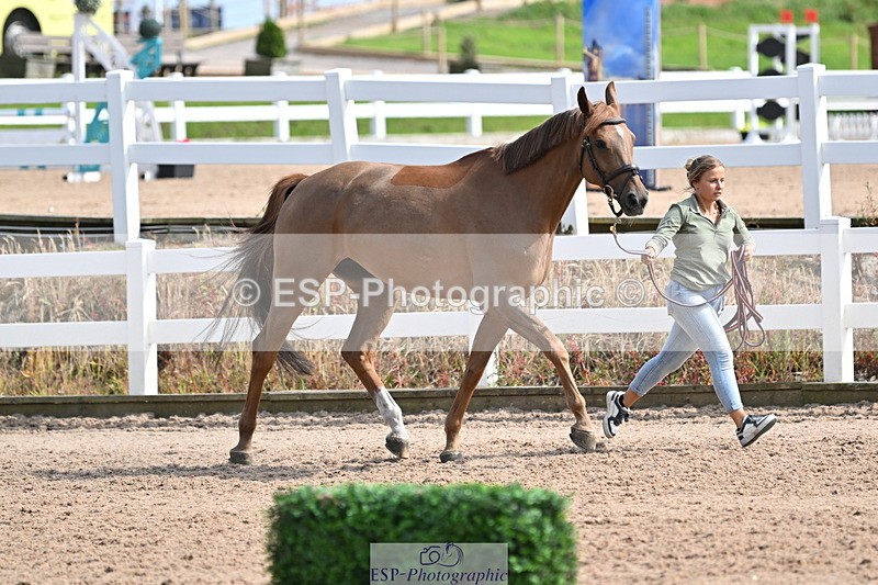 240717A-160646-03313 - Trot Up 4pm to 5pm