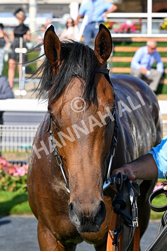 100726-Race 6-Ziggys Triton-0825 - Race 6 17.05pm William Hill Keep Your Raceday Positive Handicap