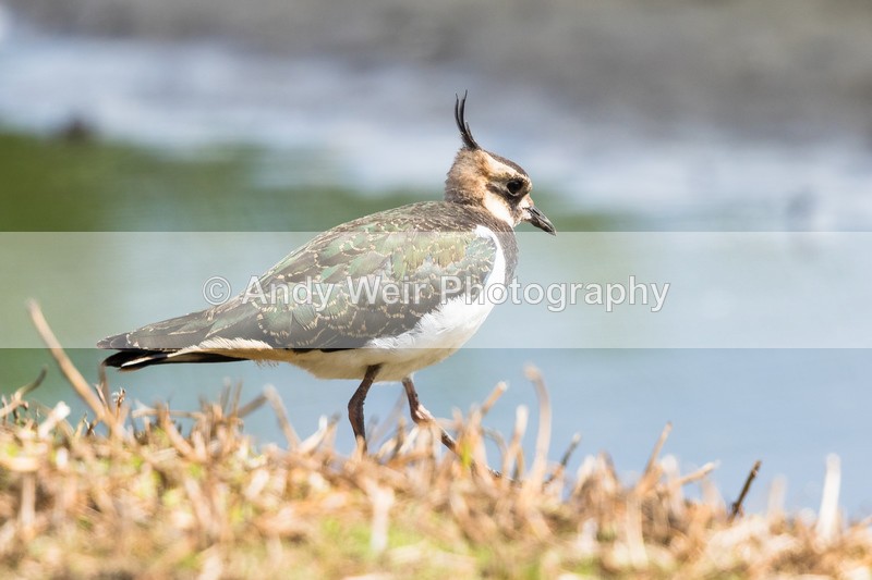 20160731-8E0A7339 - Lapwing