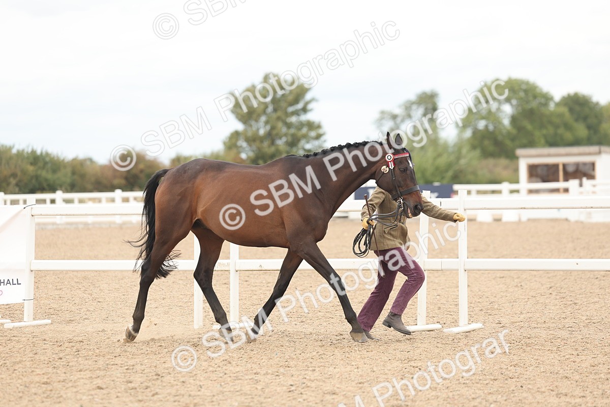 SBM_17054 - Class 313 - IH Retired Racehorse