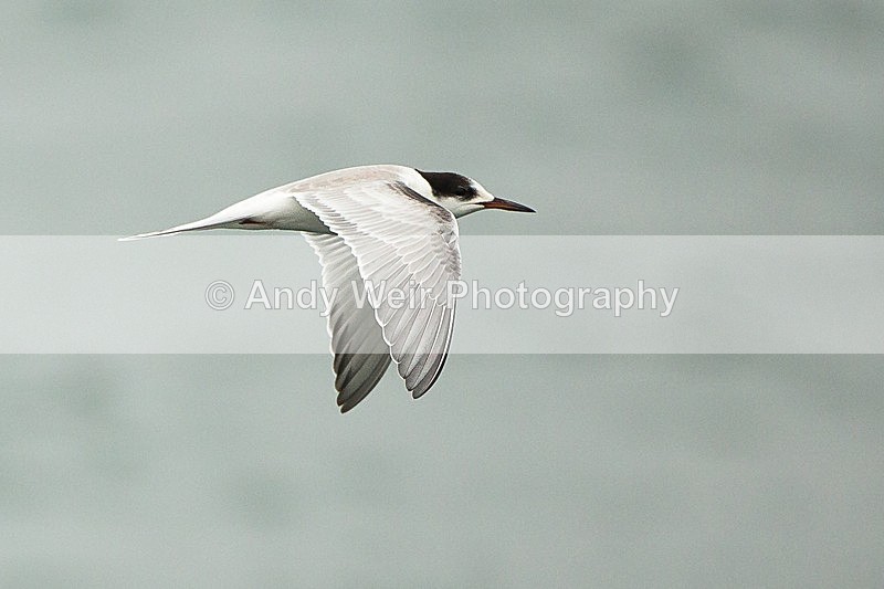 20131001-3K8A6683 - Terns