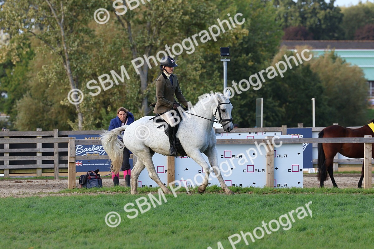 SBM_52553 - S13 - Pony Club Pony