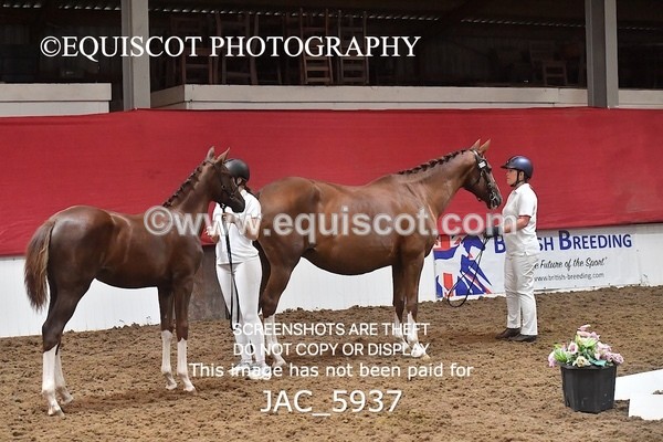 JAC_5937 - 11 Pandora of Westoak