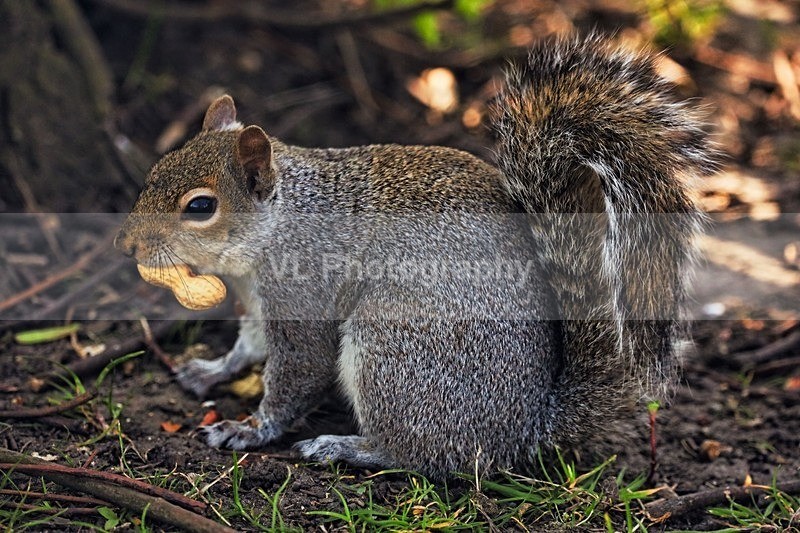 Squirrel 14 - Animals and Birds