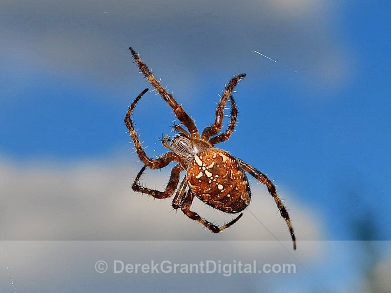 Cross Orb Weaver - Spiders of Atlantic Canada