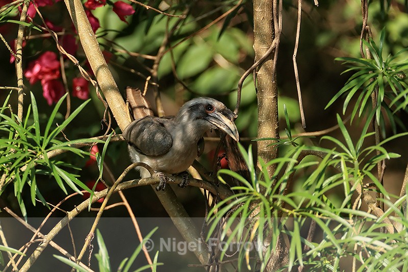 Indian Grey Hornbill, Skay's Camp, Tala, Madhya Pradesh, India - Indian Grey Hornbill