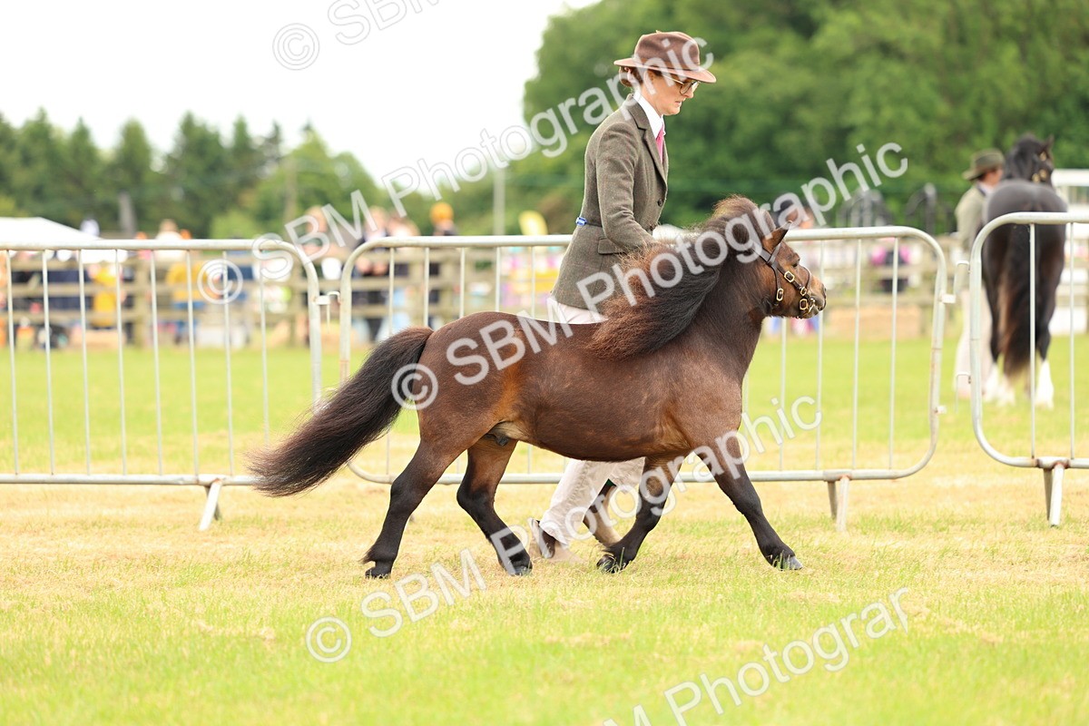 SBM_04442 - Class 64-67 - Shetland Pony In Hand