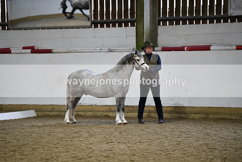 WJ5_5185 - Class 4 In hand M&M - small breeds