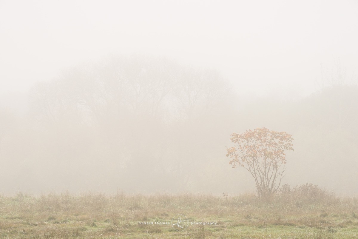 Martyr Tree IV - The Martyr trees