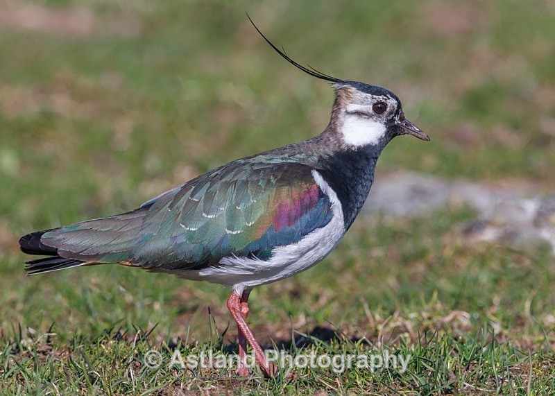 Astland Photography, Bird and Wildlife Images, Susan and Peter Wilson, U.K.