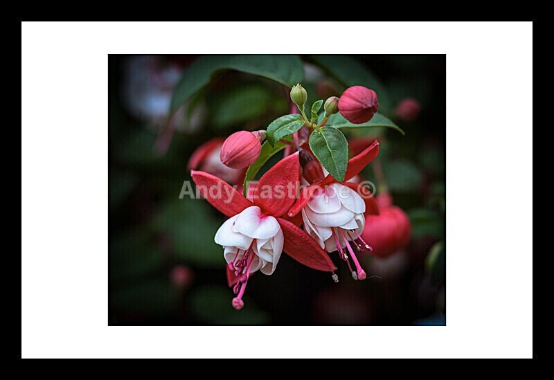 Fuschia Wharfedale - Flowers