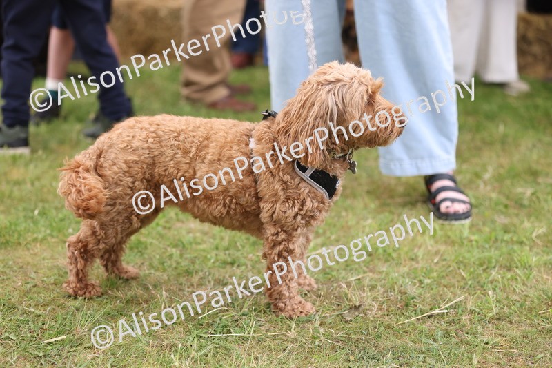 20250607-0358 - Class 9 - Scruffy or Fluffy