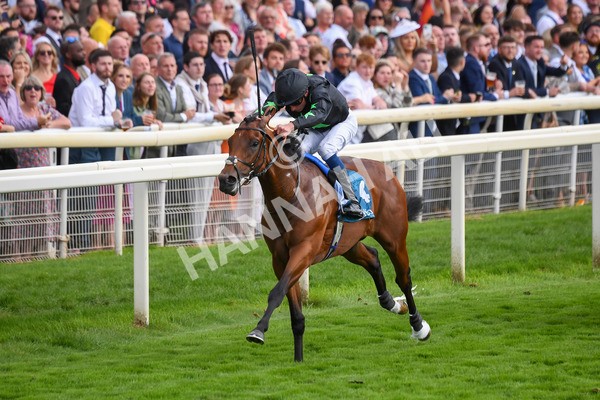 260823-Race 6-Inquisitively-0874 - Race 6 Julia Graves Roses Stakes at York