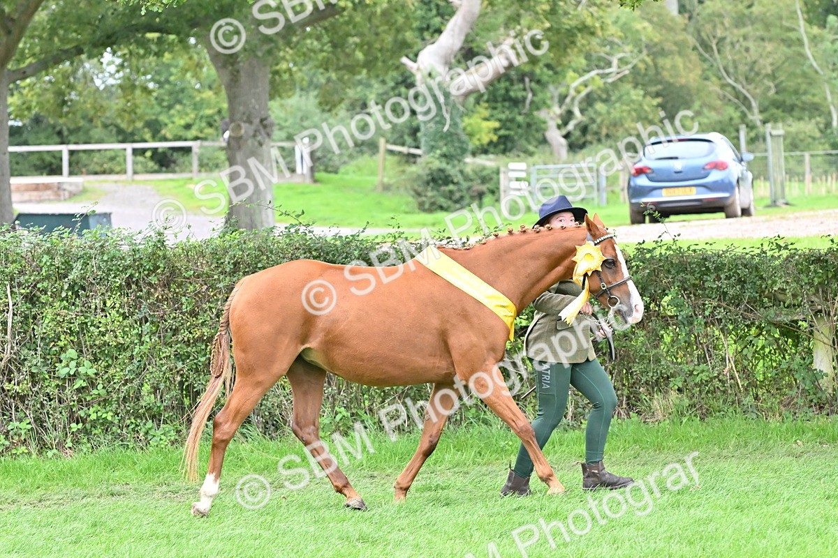 SBM_64999 - In Hand Pony & Younstock Supreme Championship