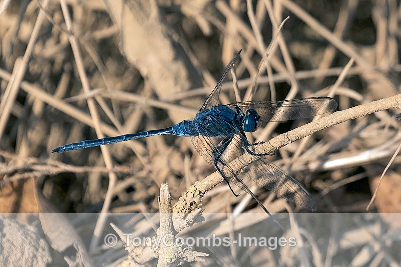 Long Skimmer Dragonfly - Morocco