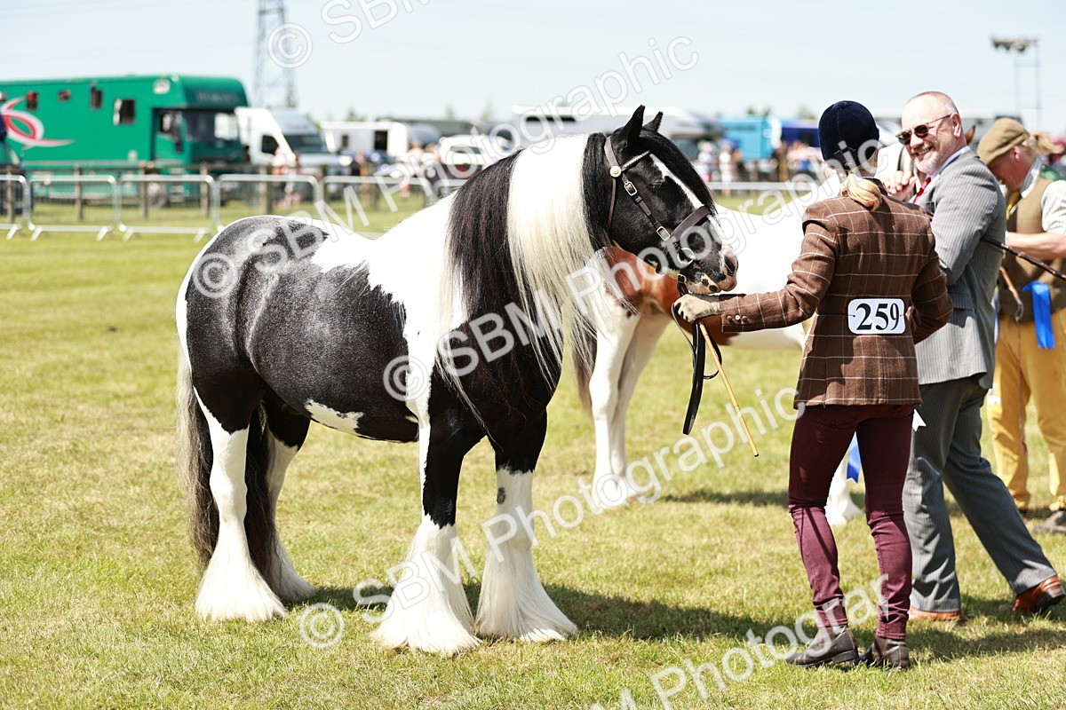 SBM_05512 - Class 41-45 - Riding Pony-Hunter Pony Breeding