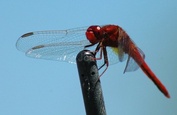 Radio Dragon - Insects and Spiders