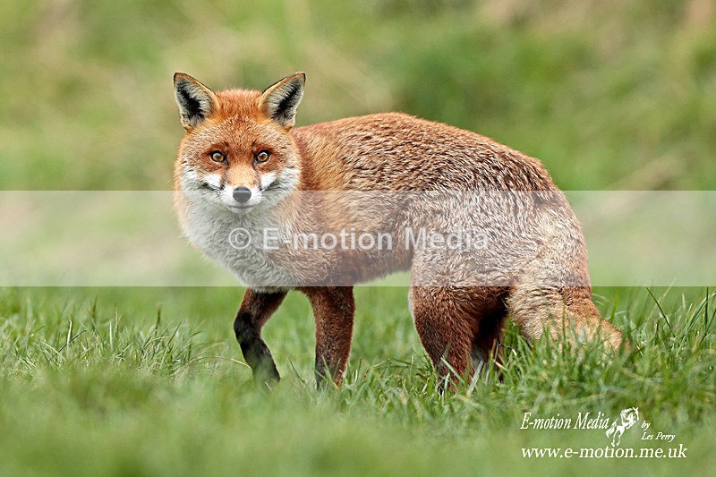 Fox 260313-759a - Nature