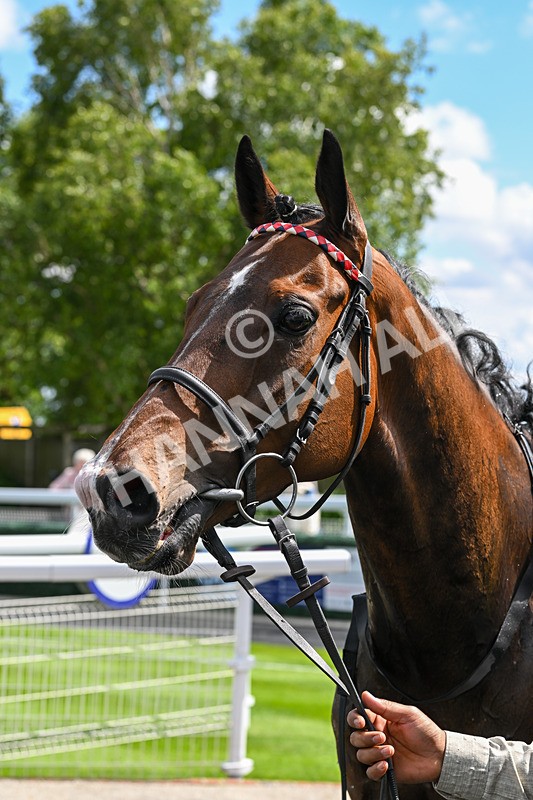 280525-Race 2-Bell Shot-4534 - Race 2