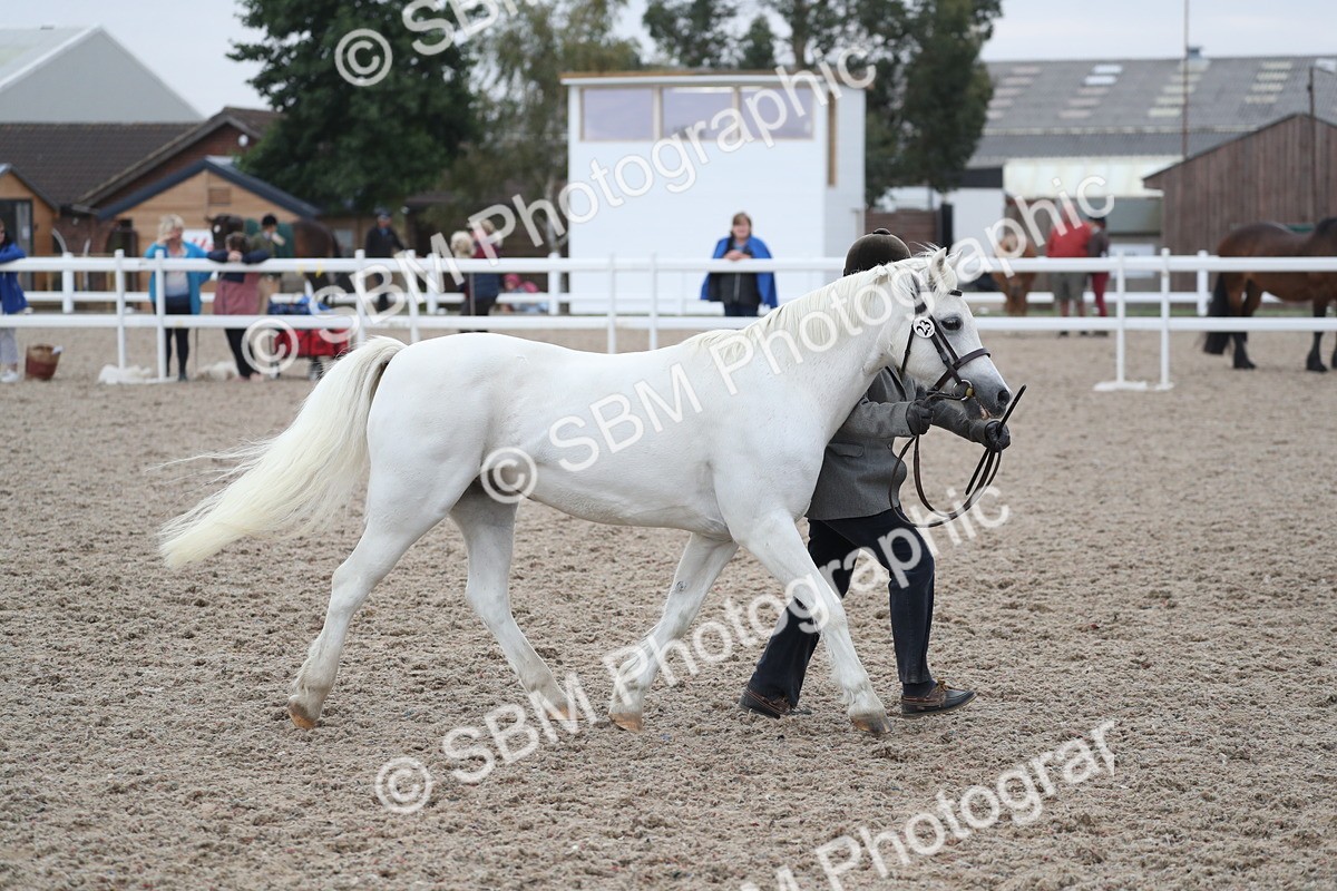 SBM_17988 - Class 317 IH Pure bred Horse/Pony