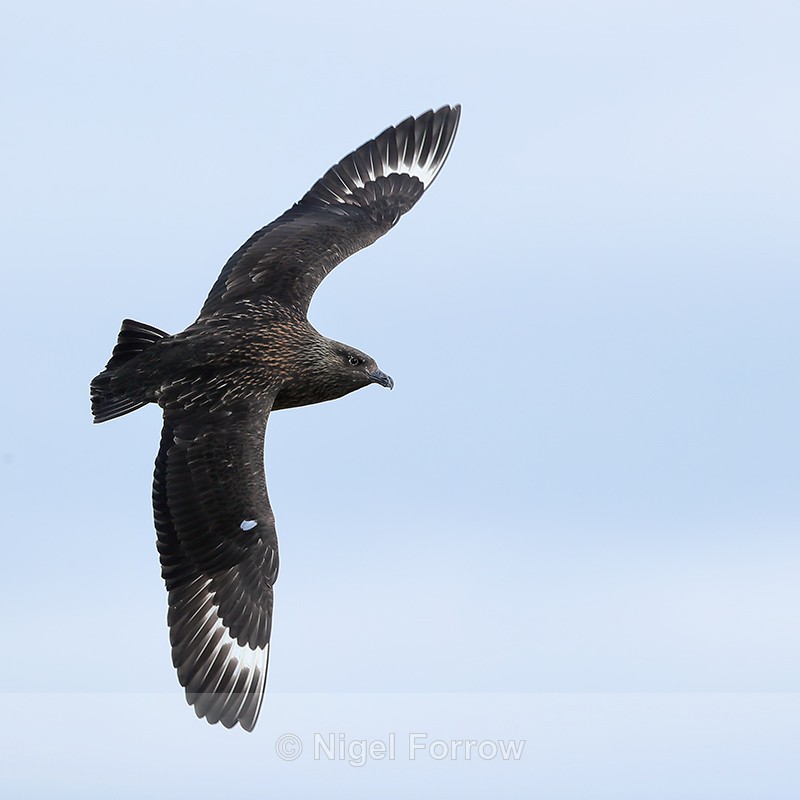 Great Skua in flight, Jokulsarlon, Iceland - Great Skua
