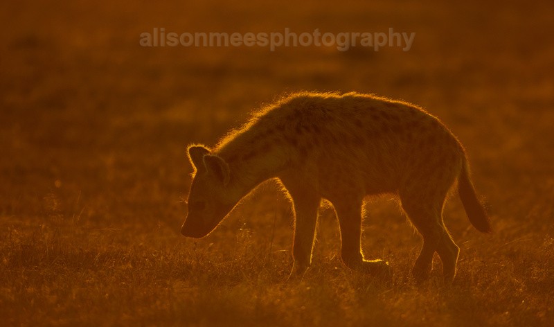  - African Safaris
