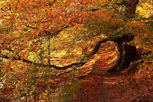 Autumnal Archway - The Lakes