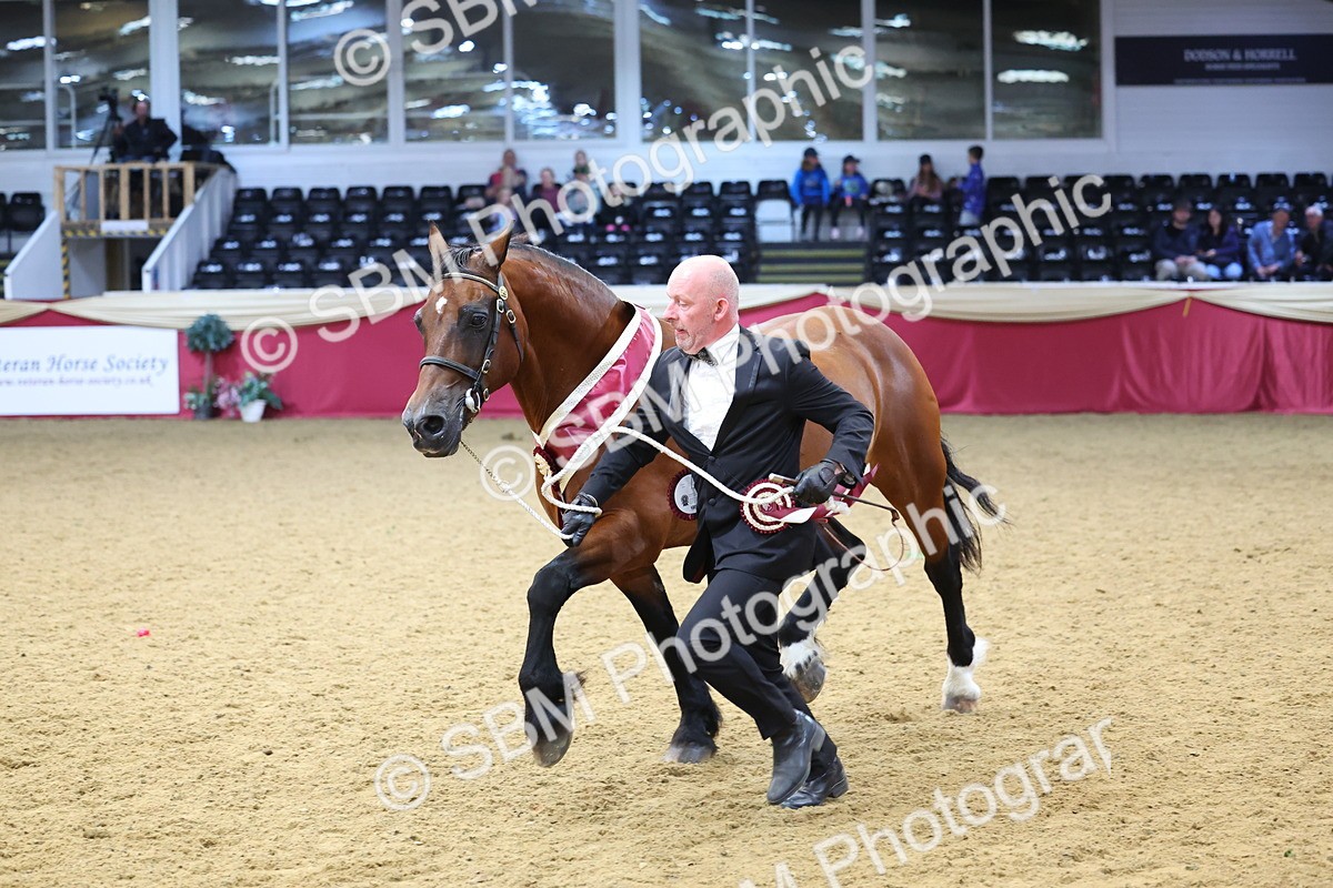 SBM_23043 - Class 903 - Supreme Final - IH Pre Vet