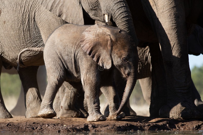 Mashatu Elephant Baby 4