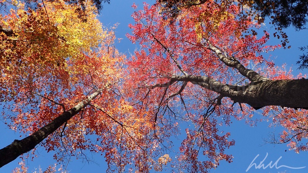 PA150113 - Autumn