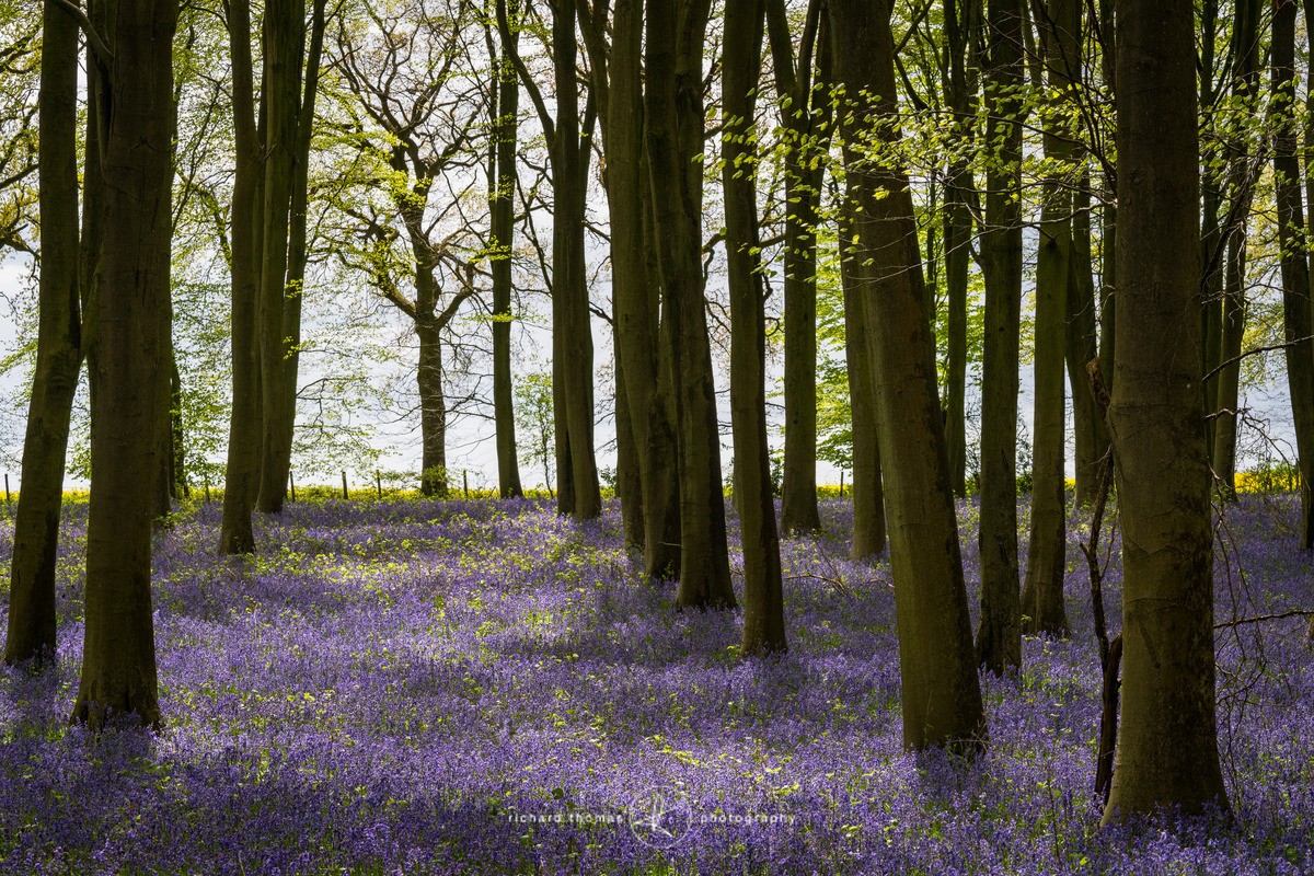 Between April showers - BlueWood
