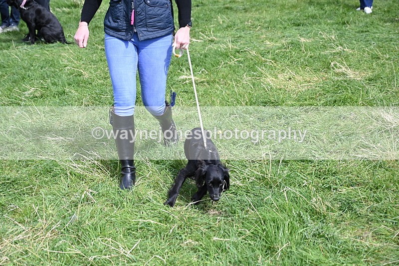 WJ6_9054 - Class 8 Best Working / Gun Dog or Bitch