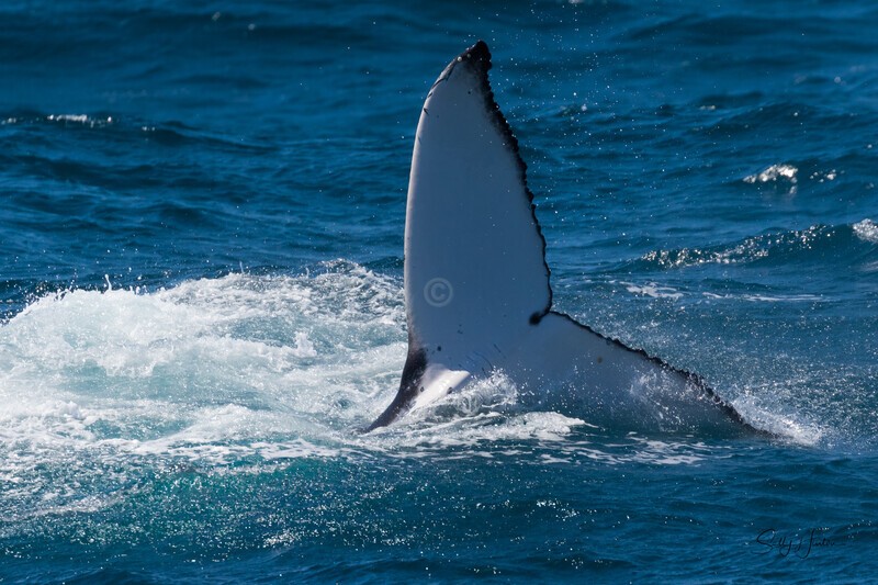 Fluke 3 0A3A6674 - Humpback Whales