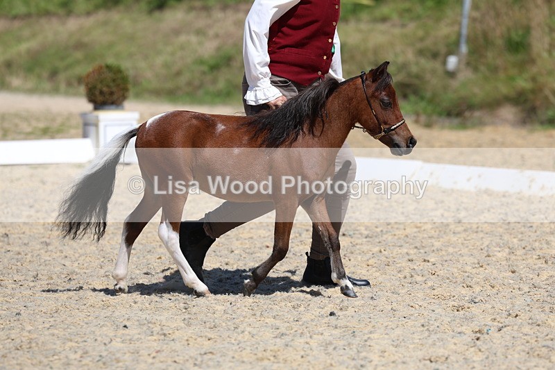 3E7A9465 - Class 30: Mnititature Horse