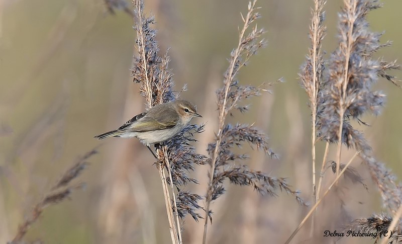 Siberian Chiff Chaff - Birds