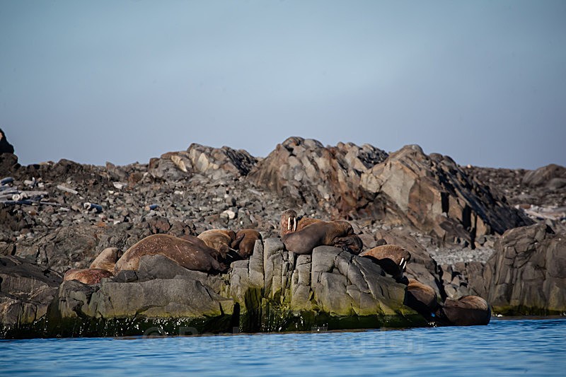 Walrus 7699 - Trip with MS Expedition August 2016