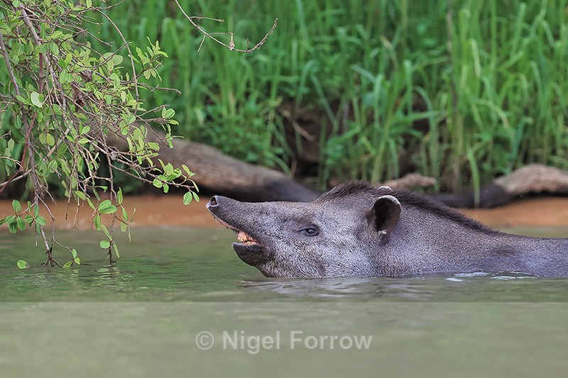 South American Tapir swimming, Piquiri River, Brazil - Tapir