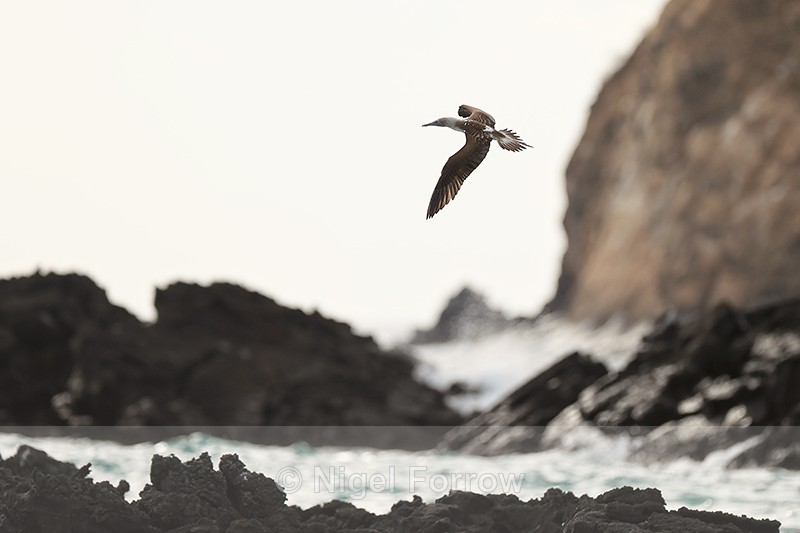 Blue-footed Booby flying over rocks, San Cristobal, Galapagos - Blue-footed Booby
