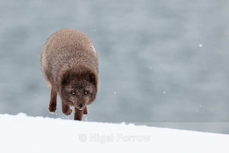 Male Arctic Fox running front view, Hornstrandir, Iceland - Arctic Fox