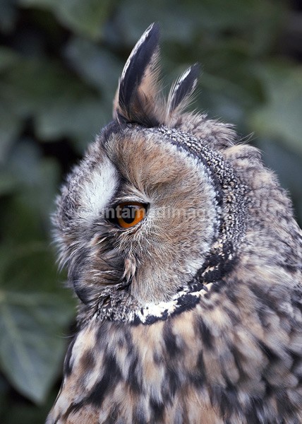 Long-eared owl - United Kingdom