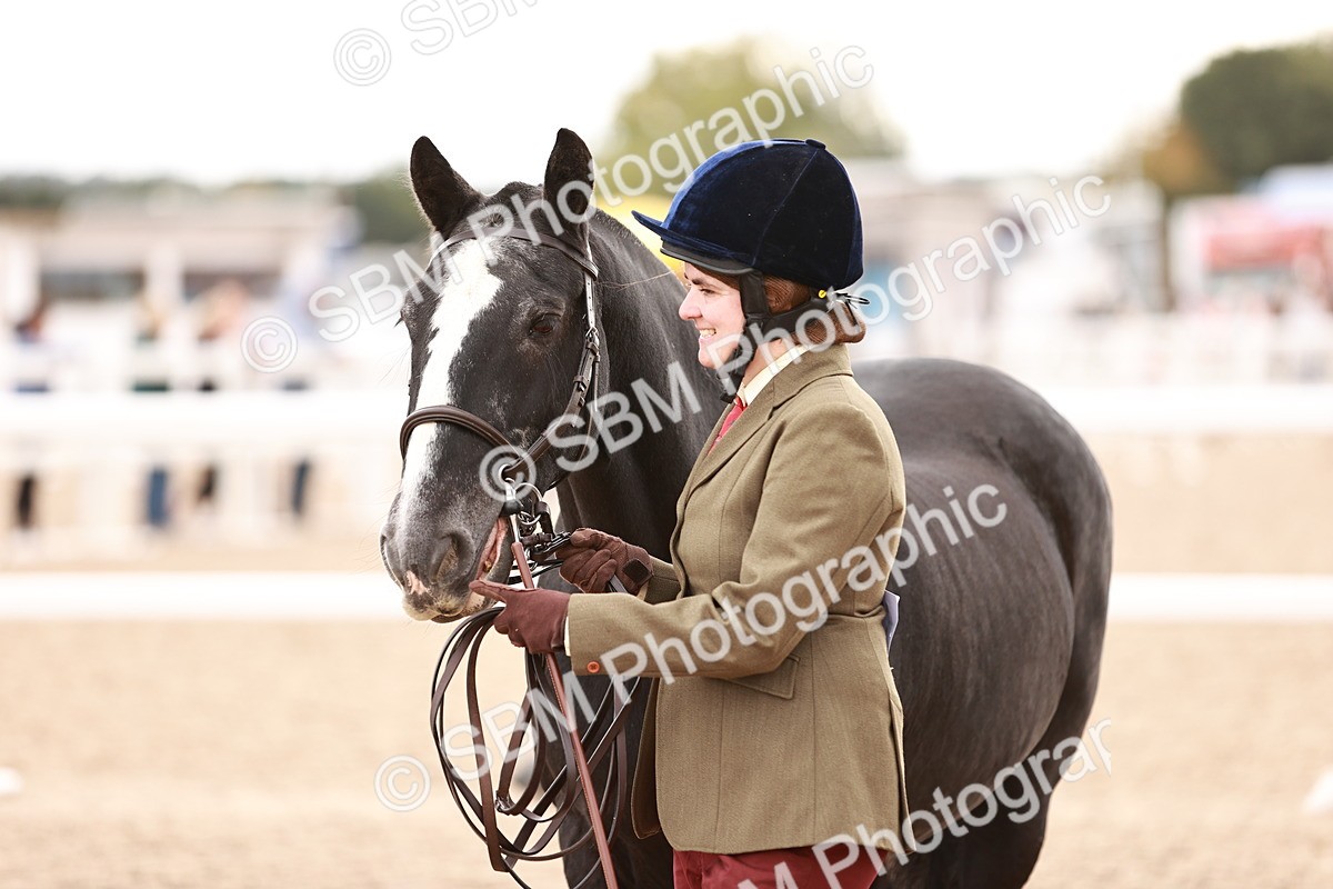 SBM_16198 - Class412 - Handsome Gelding (IH  or Ridden) Adult